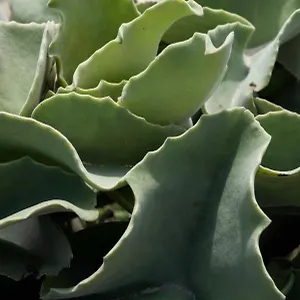 Appartamento Casa Ulivo Agave At My Place, Favignana